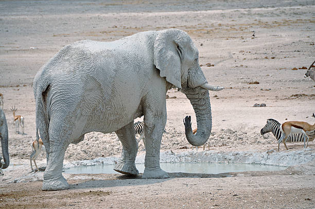 istock Waterhole with various African animals Part 2 483336598