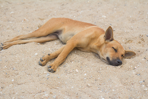 Dog Sleeping On The Beach