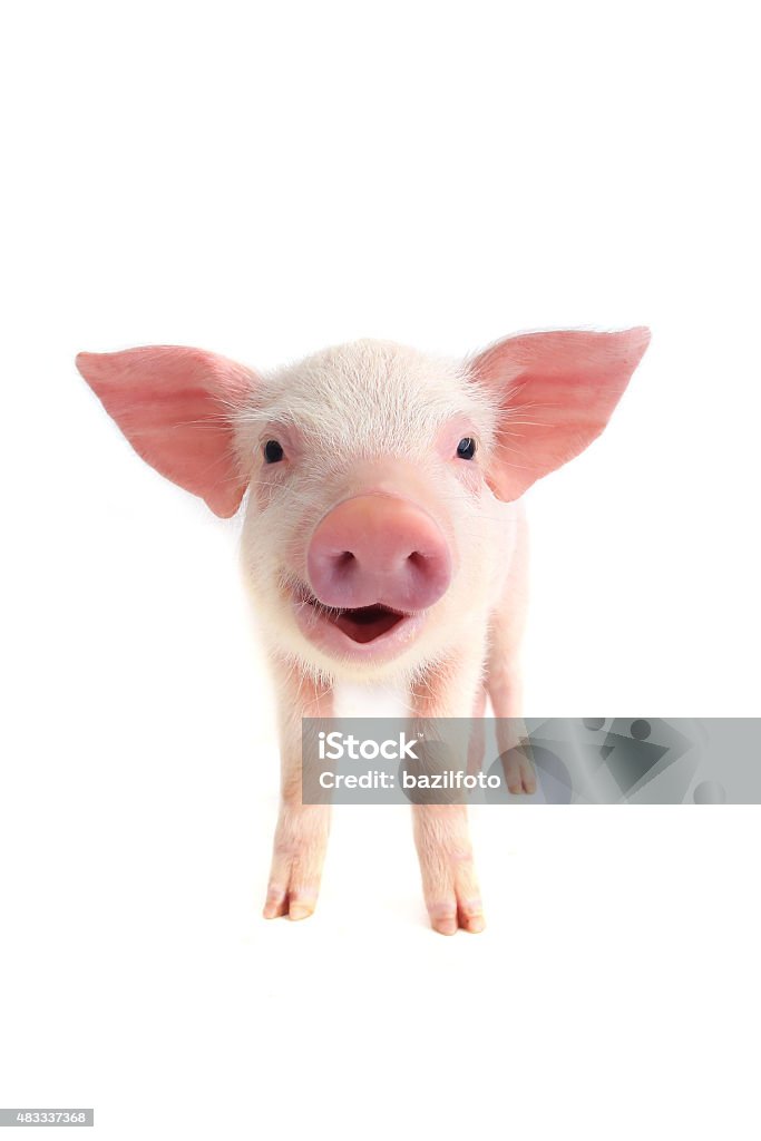 smile pig smile piglet, isolated on white, studio shot Pig Stock Photo