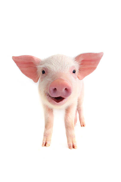 smile pig smile piglet, isolated on white, studio shot tail photos stock pictures, royalty-free photos & images