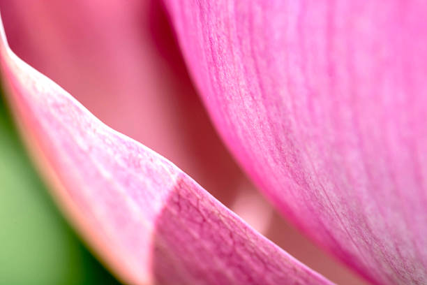 istock close up of lotus petal 483338128