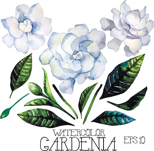 aquarell gardenia set - gardenie stock-grafiken, -clipart, -cartoons und -symbole