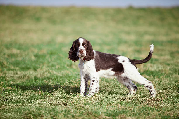 springer spaniel inglês na relva - springer spaniel dog pets animal imagens e fotografias de stock