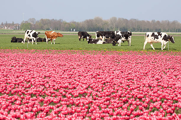 istock Farm animals in the sun. 483338970