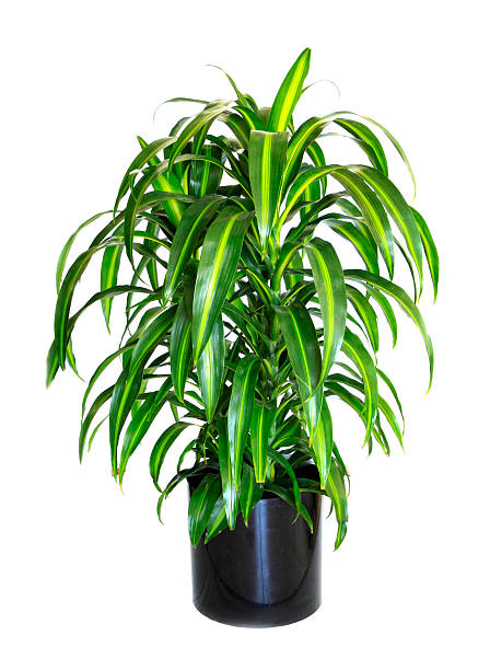 istock Potted Variegated Dracaena Isolated on White 483341523