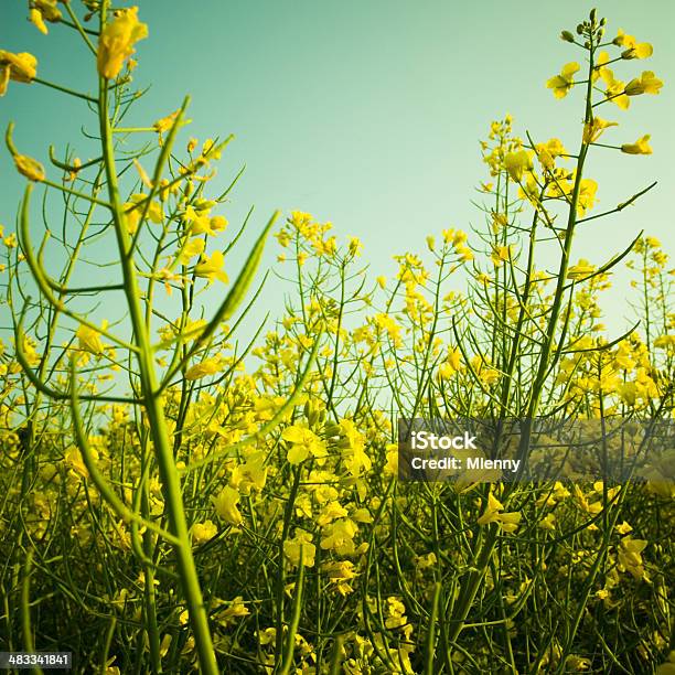 Wild Canola Field Detalle Foto de stock y más banco de imágenes de Agricultura - Agricultura, Aire libre, Ajardinado