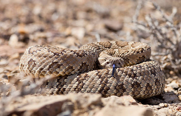 istock Rattle Snake in desert with forked tongue 483341997