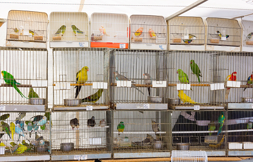 Parrots for sale at pet shop