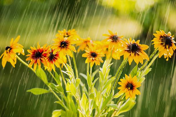 istock Summer rain and flowers of echinacea 483342446