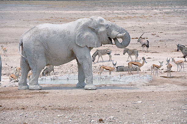 istock Waterhole with various African animals Part 3 483342834