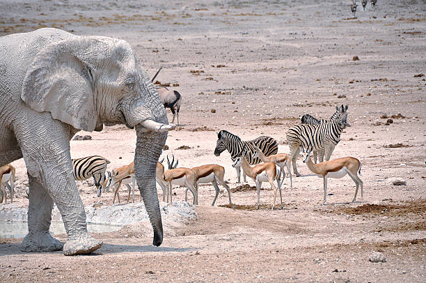 istock Waterhole with various African animals Part 5 483342840