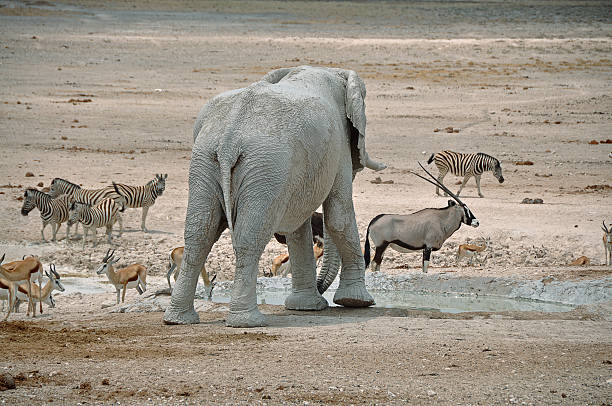 istock Waterhole with various African animals Part 6 483342844