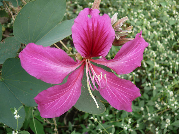 flor de orquídea árvore, varigated bauhinia - varigated - fotografias e filmes do acervo