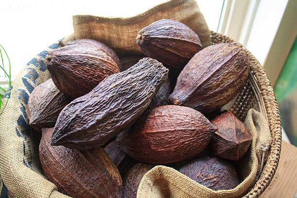 Estaciones de cacao - foto de stock