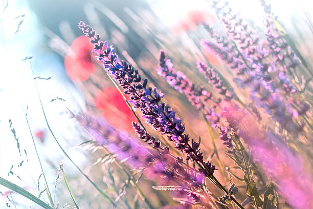 istock Flowering purple meadow flowers in spring 483344269