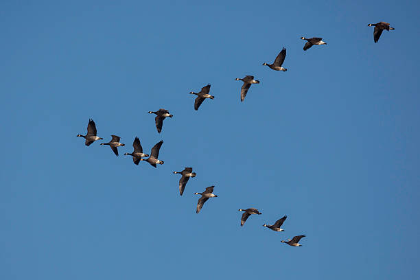 Cackling Geese - Branta hutchinsii