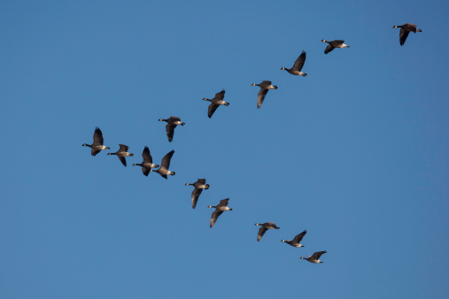 Cackling Geese Flying in Formation