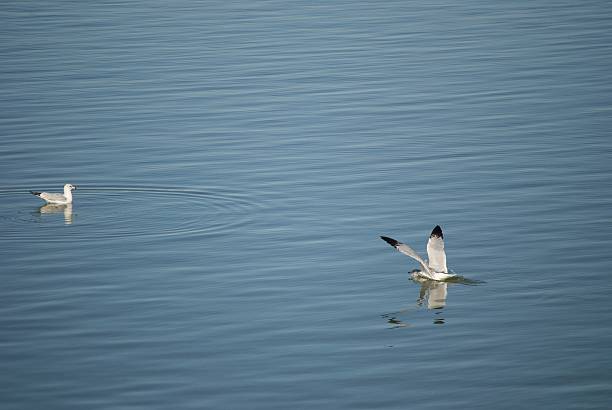 waterbirds 離陸する - waterbirds ストックフォトと画像