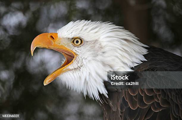 Screeching Bald Eagle Stock Photo - Download Image Now - Animal Body Part, Animal Call, Animal Eye