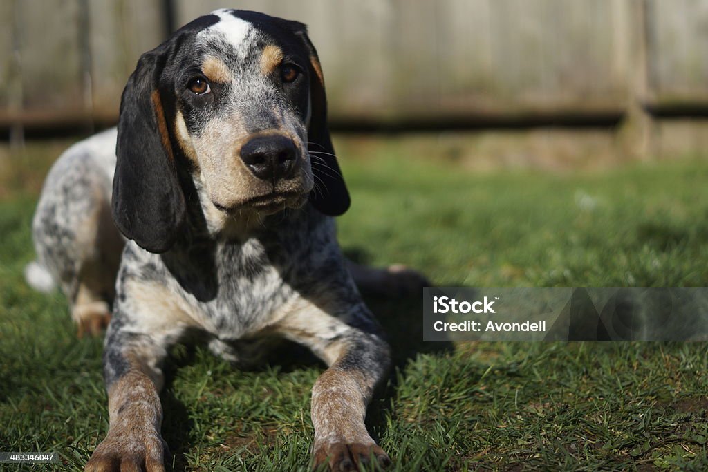 Hubert relaxing in the grass A bluetick coonhound lounging in grass. Coonhound Stock Photo