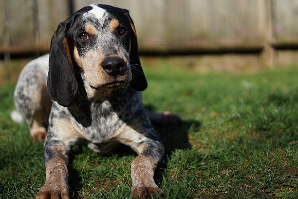 Hubert relaxing in the grass A bluetick coonhound lounging in grass. hound stock pictures, royalty-free photos & images