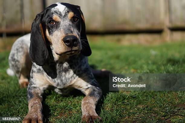 Hubert Relaxing In The Grass Stock Photo - Download Image Now - Coonhound, Hound, Animal Body Part