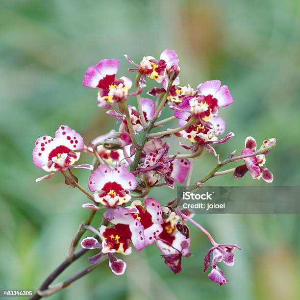 Foto de Oncidium Corderosa Flor De Orquídea Branca e mais fotos de stock de  Oncidium - Oncidium, Beleza natural - Natureza, Branco - iStock
