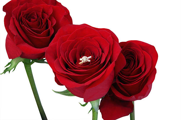 istock Golden wedding ring into the red roses 483346653