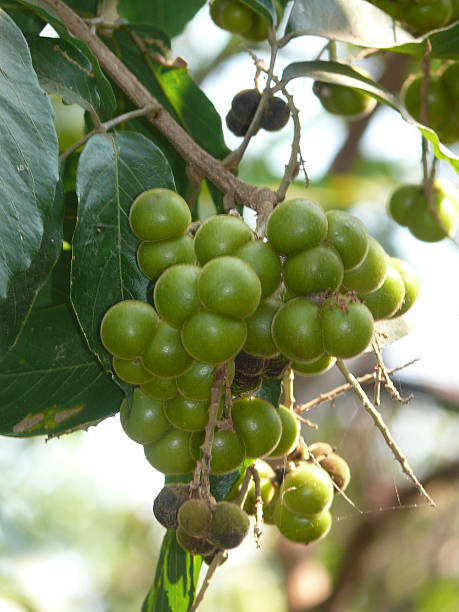 istock Sapindus emarginatus, Notched Leaf Soapnut, Arishta, Reetha 483346911