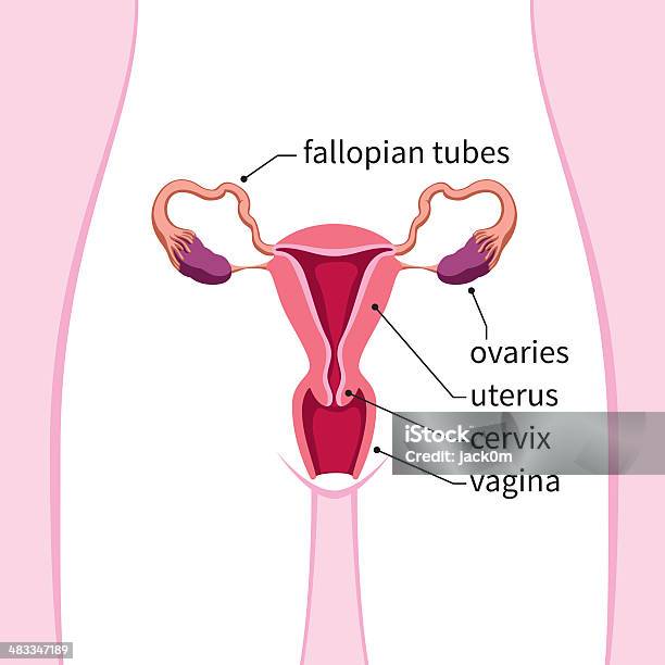 人の女性生殖システム - 人間の子宮のベクターアート素材や画像を多数ご用意 - 人間の子宮, 排卵, 膣