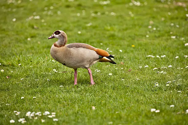 Egyptian Geese are more often encountered in middle Europe due to global warming 