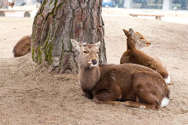 istock Deer in Nara Park, Japan 483348203