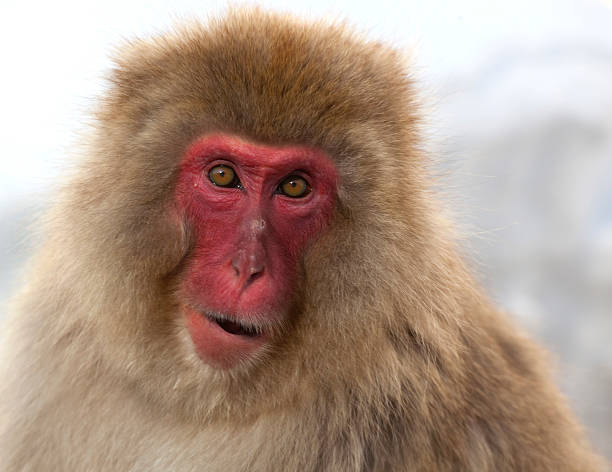 istock Japanese macaque loking at viewer 483348407