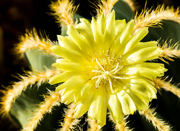 istock succulent in chiangmai Thailand 483348600