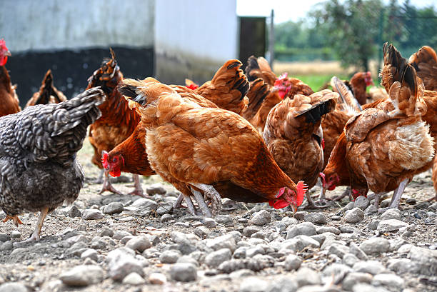 istock Chickens on traditional free range poultry farm 483348646