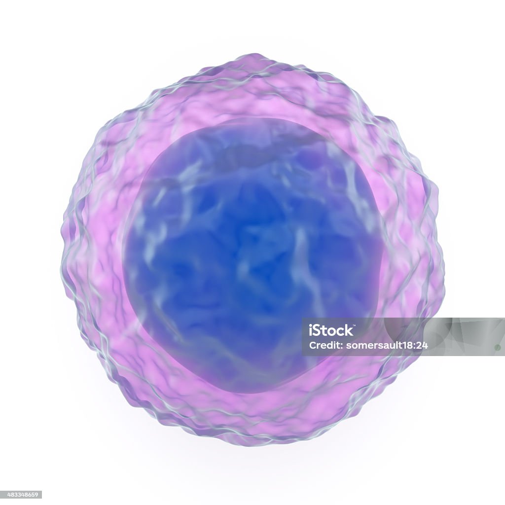 Lymphocyte Lymphocytes are white blood cells or leucocytes in the human immune system consisting of B and T cells which form antibodies for immunity and natural killer cells which fight viruses and tumours B-Cell Stock Photo