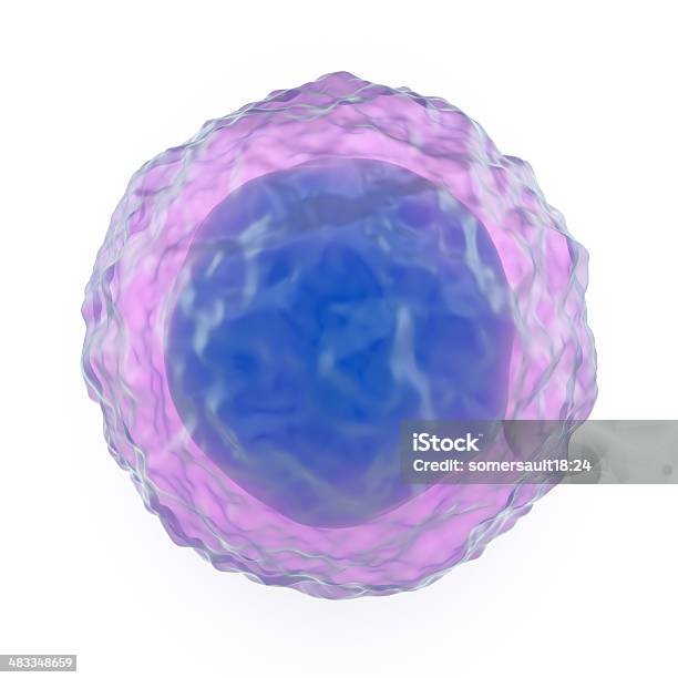 Lymphocyte Stock Photo - Download Image Now - B-Cell, T-Cell, White Background