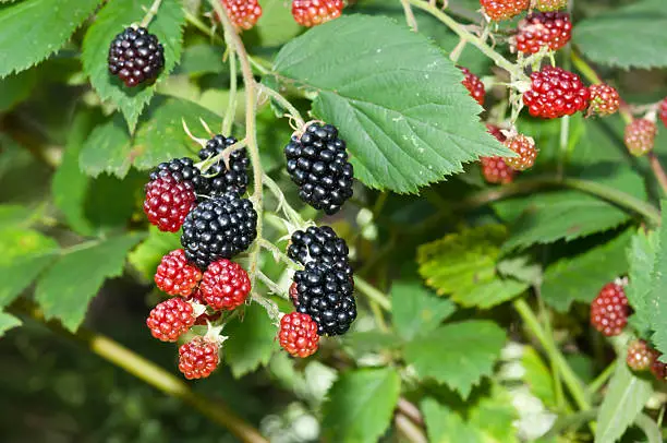 Blackberries bunch on a bush
