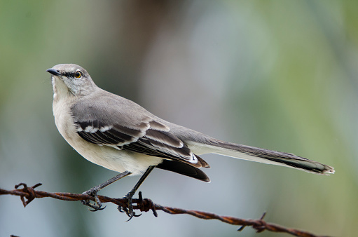 A northern mockingbird perches on barbed wire.