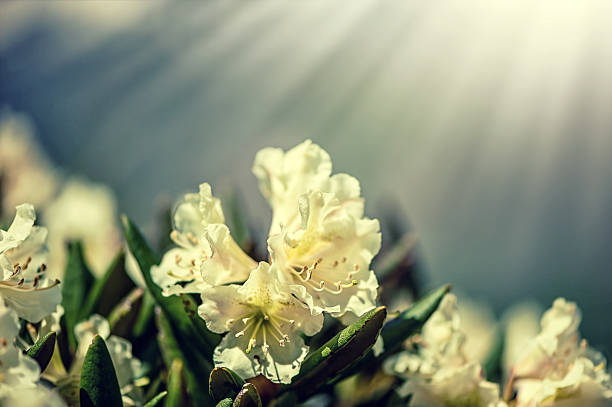 Macro shot of Caucasian rhododendron flowers stock photo