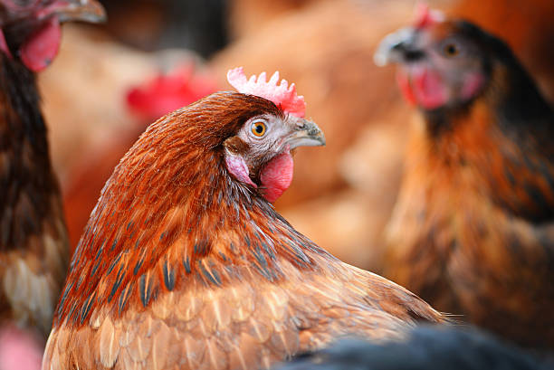 istock Chickens on traditional free range poultry farm 483357448