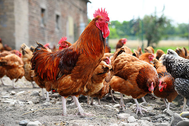 istock Chickens on traditional free range poultry farm 483357454