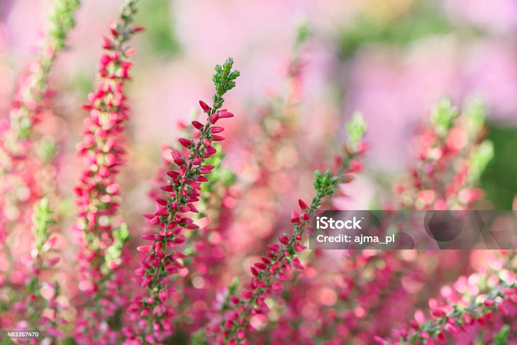 Heather flowers 2015 Stock Photo