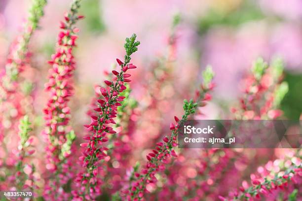 Heather Flowers Stock Photo - Download Image Now - 2015, Agricultural Field, Autumn