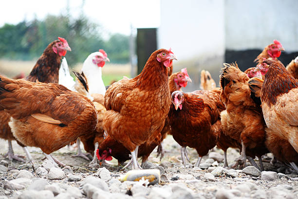 istock Chickens on traditional free range poultry farm 483357494