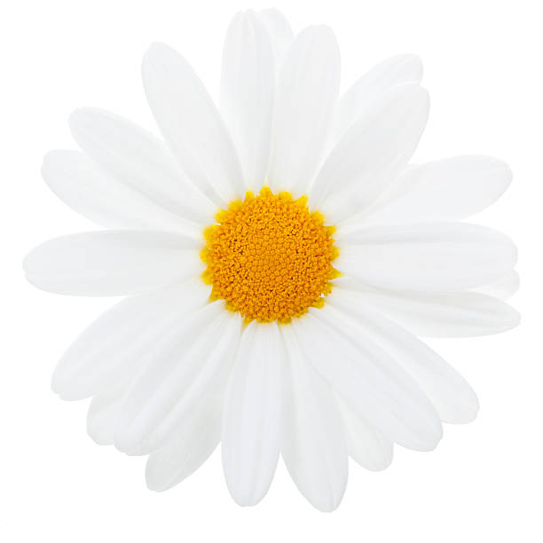 istock Marguerite Daisy isolated with clipping path 483362848