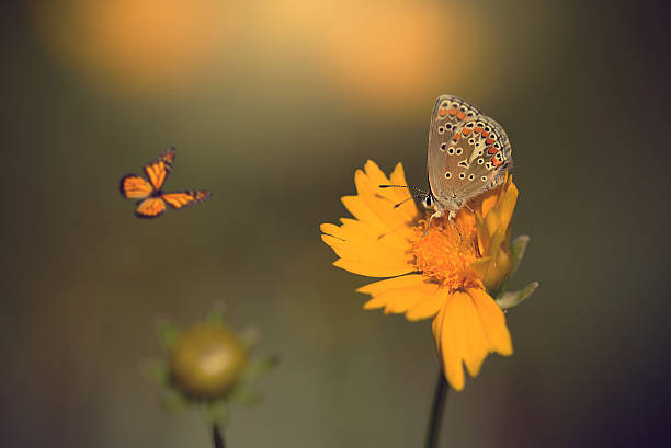 istock Photo of butterfly on flower 483364108