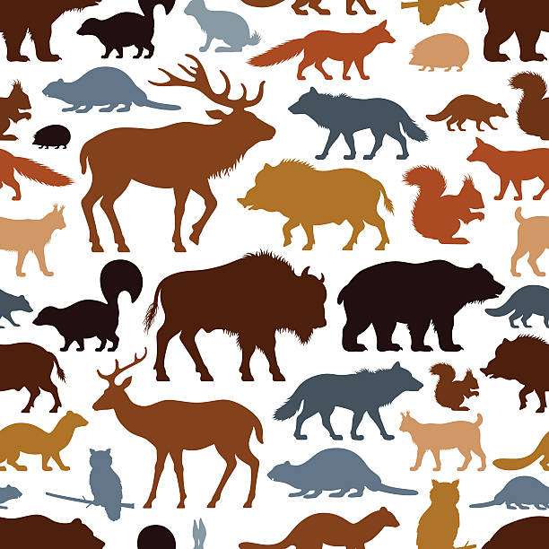 ilustrações de stock, clip art, desenhos animados e ícones de padrão de animais selvagens - undomesticated cat white background pattern isolated