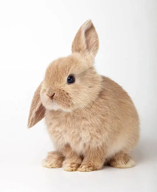 Photo of Baby of orange rabbit on white background