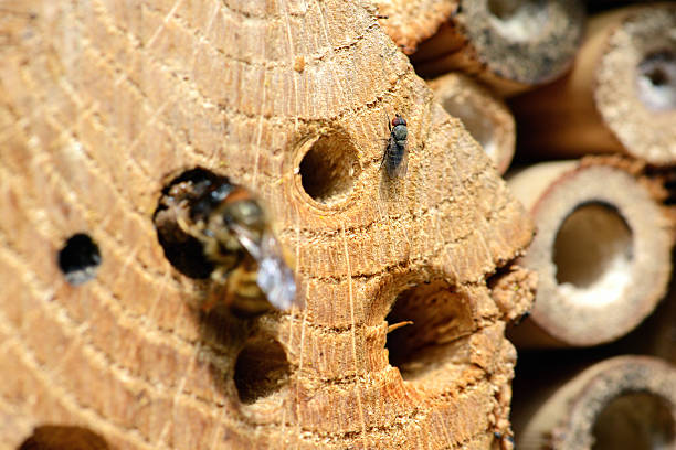 istock parasite fly Cacoxenus indagator 483369591